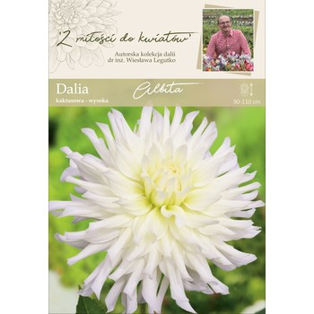 Dalia ogrodowa Albita kolekcja dalii Legutko