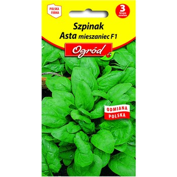 PlantiCo Szpinak Asta mieszaniec F1 nasiona