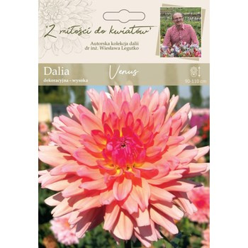 Dalia ogrodowa Venus kolekcja dalii Legutko
