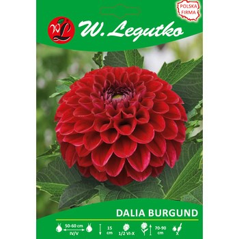 Dalia ogrodowa Burgund seria tradycyjna Legutko