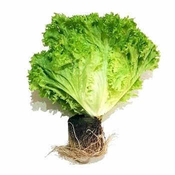 SAŁAT LOL BION Z BR KLI PL1SZT