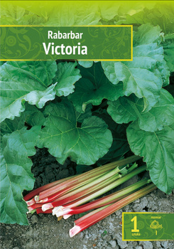 Rheum - Rabarbar Victoria Wybór "I" 1 Szt