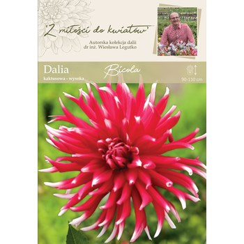 Dalia ogrodowa Bicola kolekcja dalii Legutko