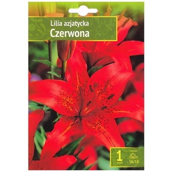 Kapers Lilium - Lilia Azjatycka Czerwona 16/18 1 szt. Benex