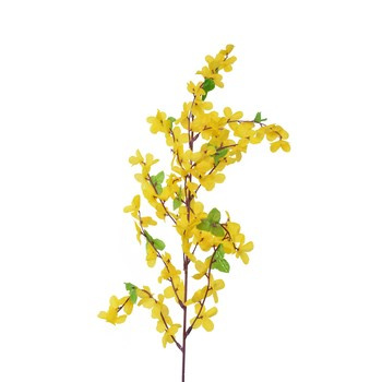 Gałązka forsycji z liśćmi