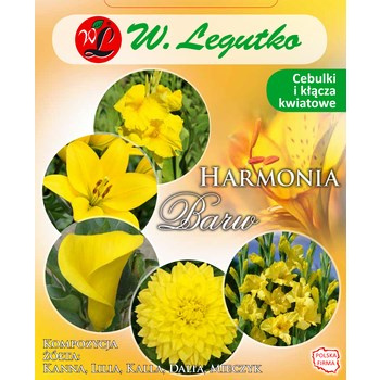 Kompozycja żółta Harmonia Barw Wiosna Legutko