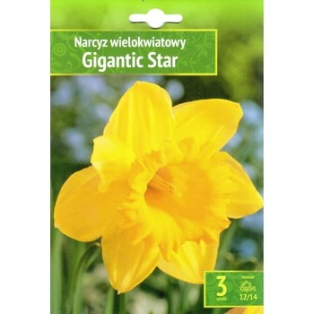 Narcyz wielkokwiatowy Gigantic star 3 szt.  Benex