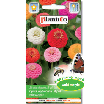 PlantiCo Cynia daliowa Liliput mieszanka