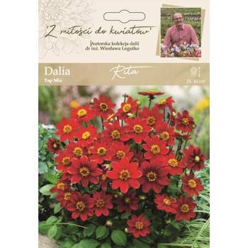 Dalia ogrodowa Rita kolekcja dalii Legutko