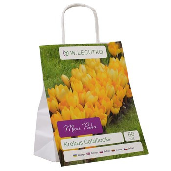 Krokus mieszanka Maxi Paka Legutko