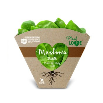 SAŁATA MASŁ PLANT KL.I PL 1SZT