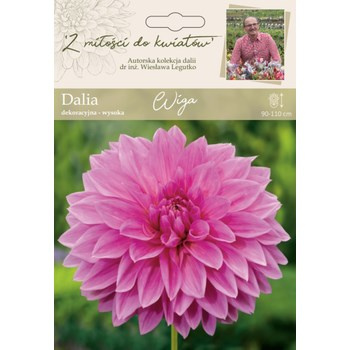 Dalia ogrodowa Wiga kolekcja dalii Legutko
