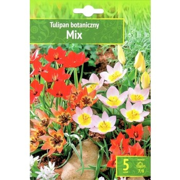 Tulipa - Tulipan Pojedynczy Mix 5SZT.