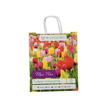 Tulipan mieszanka - Maxi Paka Legutko