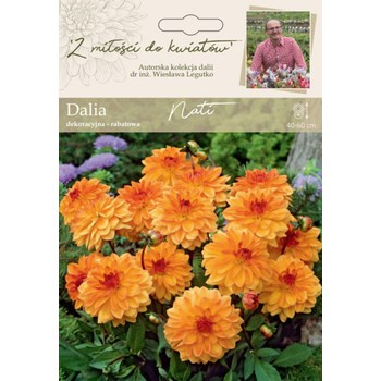 Dalia ogrodowa Nati kolekcja dalii Legutko