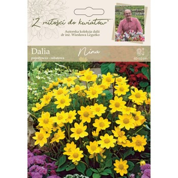 Dalia ogrodowa Nina kolekcja dalii Legutko