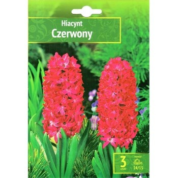 Hyacinthus - Hiacynt Czerwony 3 SZT.
