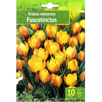 Krokus  wiosenny Fuscotinctus 10 szt. Benex