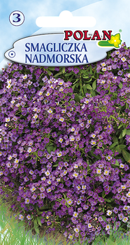 Smagliczka nadmorska  Polan