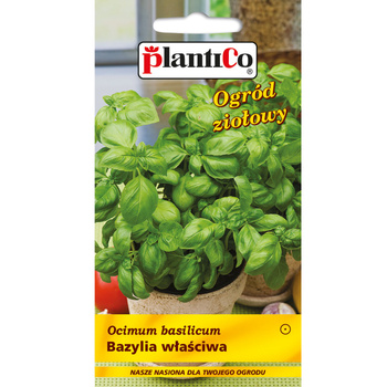 Bazylia właściwa PlantiCo