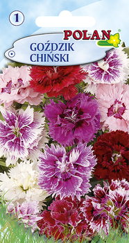 Goździk chiński Polan