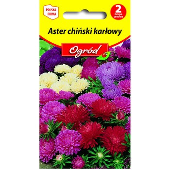 PlantiCo Aster chiński karłowy mieszanka