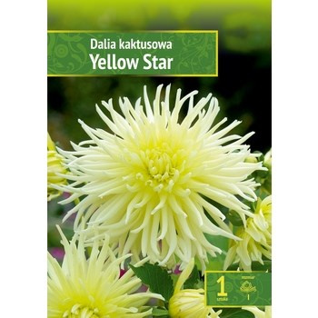 Dahlia - Dalia Yellow Star Wybór "I" 1 Szt.