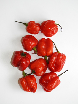 PAPRYKA OSTRA HABANERO CZERWONA HOLANDIA 75G