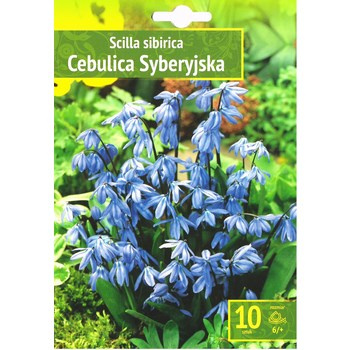 Kapers Scilla - Cebulica Sibirica 6/+ 10 szt. Benex