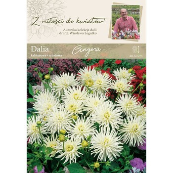 Dalia ogrodowa Angora kolekcja dalii Legutko