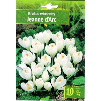 Krokus wiosenny Jeanne Darc 10 szt.  Benex