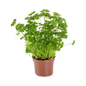 PIETRUSZKA DUŻA W DONICZCE 1 SZT