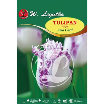 Tulipan Aria Card Legutko
