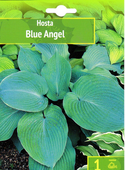 Hosta - Funkia Blue Angel I 1 Szt.