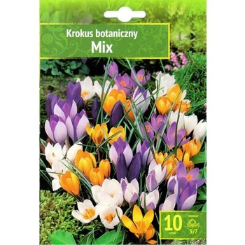Crocus - Krokus Botaniczny Mix 10 SZT.