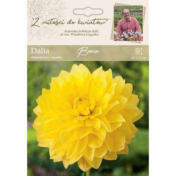 Dalia ogrodowa Bona kolekcja dalii Legutko