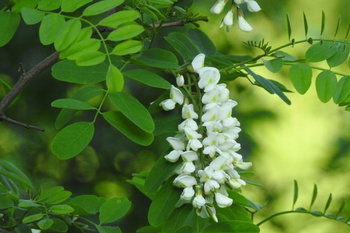 Sądecki Bartnik Miód akacjowy 370g