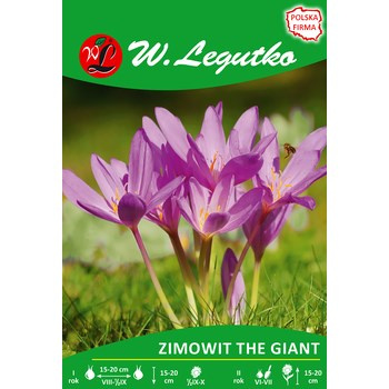 Zimowit The Giant Legutko