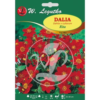 Dalia ogrodowa Rita seria tradycyjna Legutko