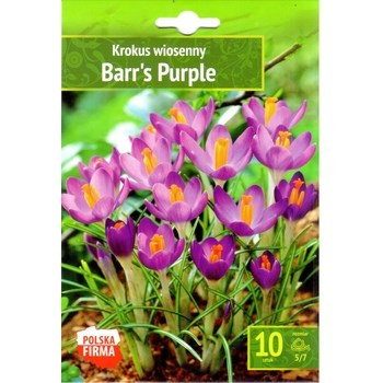 Krokus Barr's Purple Benex