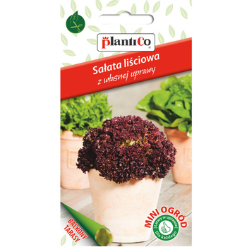 Sałata, liściowa czerwona PlantiCo
