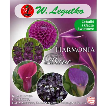 Kompozycja fioletowa Harmonia Barw Wiosna Legutko