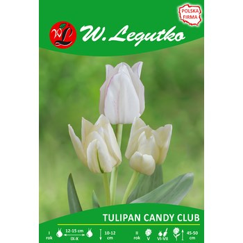 Tulipan Candy Club Legutko