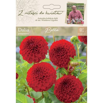 Dalia ogrodowa Bella kolekcja dalii Legutko