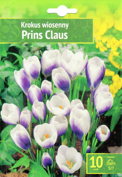 Crocus - Krokus Prins Claus 10 SZT.