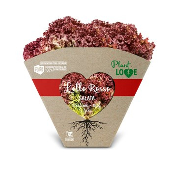 SAŁATA LOL ROS PLA KLI PL 1SZT