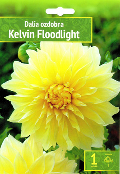 Dalia Kelvin Floodlight Wybór "I" 1 Szt.