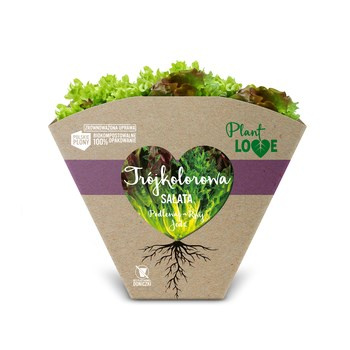 SAŁATA TRÓJKOL PLA KLI PL 1SZT