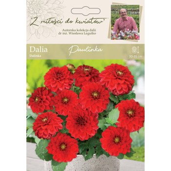 Dalia ogrodowa Paulinka kolekcja dalii Legutko