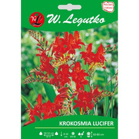 Krokosmia Lucifer seria tradycyjna Legutko